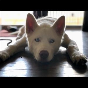 Meet your Posher, Shannon